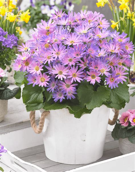 The symbolism and meaning behind Pericallis senetti maguc salmon flowers
